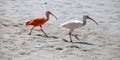 Beautiful couple of Ibis bird, one red and one white walks on the dust.