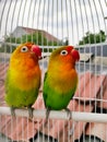 Beautiful couple Lovebird on a cage
