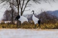 Red-crowned crane bird