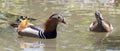 A beautiful couple of mandarin duck, male and female in the water Royalty Free Stock Photo