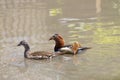 A beautiful couple of mandarin duck, male and female in the water Royalty Free Stock Photo