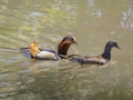 A beautiful couple of mandarin duck, male and female in the water Royalty Free Stock Photo