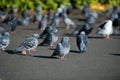 Beautiful couple of pigeons sitting on a road Royalty Free Stock Photo