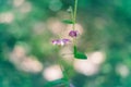 Beautiful couple of purple lilac pink flower on green background. Pretty artistic organic floral natural theme backdrop. Amazing