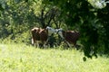 Two kissing cows on a meadow Royalty Free Stock Photo