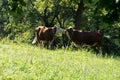 Two kissing cows on a meadow Royalty Free Stock Photo