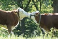 Two kissing cows on a meadow Royalty Free Stock Photo