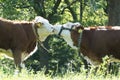 Two kissing cows on a meadow Royalty Free Stock Photo