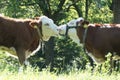 Two kissing cows on a meadow Royalty Free Stock Photo