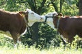 Two kissing cows on a meadow Royalty Free Stock Photo