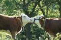 Two kissing cows on a meadow Royalty Free Stock Photo