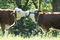 Two kissing cows on a meadow Royalty Free Stock Photo