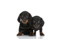 Beautiful couple of two teckel dachshund puppies on white background