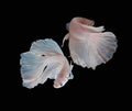 Beautiful Couple White Platt Platinum Siamese Fighting Fish .Whi