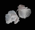 Beautiful Couple White Platt Platinum Siamese Fighting Fish .White siamese fighting fish, betta fish isolated on black background