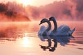 beautiful couple white swan birds swim in the lake at pink misty sunset