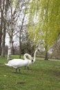 Pair white swans playing on the grass Royalty Free Stock Photo