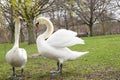 Pair white swans playing on the grass Royalty Free Stock Photo