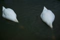 Beautiful couple of white swans fishing in the lake Royalty Free Stock Photo