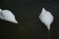 Beautiful couple of white swans fishing in the lake Royalty Free Stock Photo