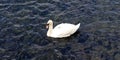 Beautiful couple of white swans on swimming a calm water surface Royalty Free Stock Photo