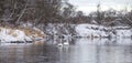 A beautiful couple of white swans swimming in the river at the winter Royalty Free Stock Photo