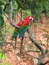 Beautiful couple of wild red macaws, seen at Buraco das Araras ( Royalty Free Stock Photo