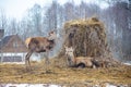 Beautiful couple of young male and female red deer resting near a bale of hay near a village in the countryside Royalty Free Stock Photo