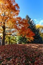 Beautiful cover of bright red maple leaves for the grass, ON, Canada