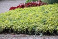 Beautiful cover perennial Euonymus japonicus