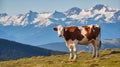 A Beautiful Cow Amidst the Alpine Meadow, with Towering Snowy Mountains Creating a Captivating Vista. Generative AI
