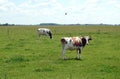 Cow animals in spring field, Lithuania Royalty Free Stock Photo