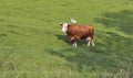 Beautiful cow and calf in Alps meadow Royalty Free Stock Photo