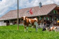 Cow with cowbell in an alpine meadow in the swiss alps in front of a farm with swiss flag Royalty Free Stock Photo