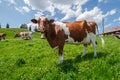 Cow with cowbell in an alpine meadow in the swiss alps in front of a farm with swiss flag Royalty Free Stock Photo