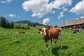 Cow with cowbell in an alpine meadow in the swiss alps in front of a farm with swiss flag Royalty Free Stock Photo