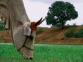 Beautiful cow eating grass on green grass field Royalty Free Stock Photo