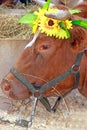 Beautiful cow on the farm Royalty Free Stock Photo