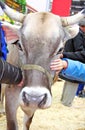 Beautiful cow on the farm Royalty Free Stock Photo