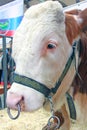 Beautiful cow on the farm Royalty Free Stock Photo