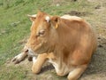 A beautiful cow in the mountain