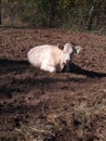 A beautiful cow named Daisy and she is very sweet and very loveable