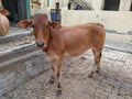 Beautiful cow sahiwal nasal cow in haryana india