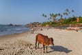 Beautiful cow on Vagator beach