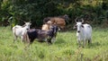 Beautiful big cow in venezuela