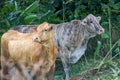 Beautiful big cow in venezuela