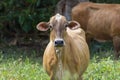 Beautiful big cow in venezuela