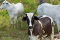 Beautiful big cow in venezuela