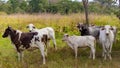 Beautiful big cow in venezuela