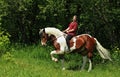 Beautiful cowgirl bareback ride her horse in woods glade Royalty Free Stock Photo